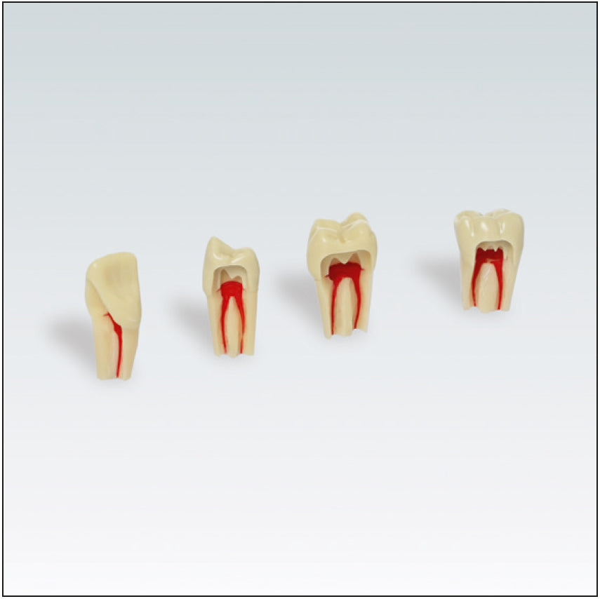 DENTE ANA4ZPUR46 c/conductes p/radiografies nº 46