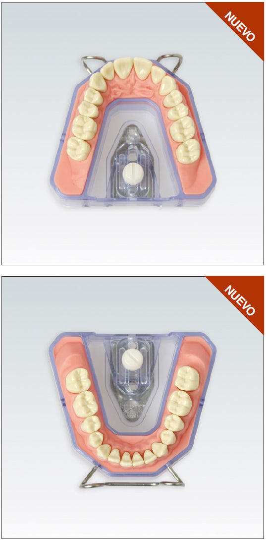 MODELO RADIOGRAFÍA ARESET placas, estracto encía 28 dientes