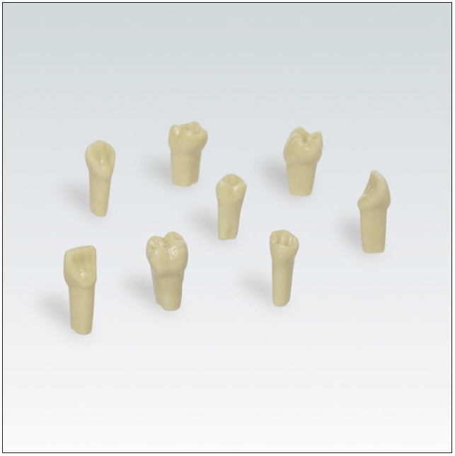 AEZKE Nº42 diente individual plastico p/modelo de extraccion