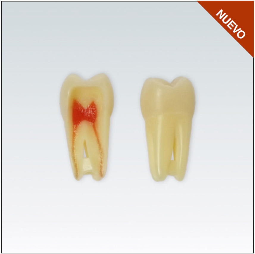 ANA4Z3RN16 diente endo c/raiz natural, apto RX, 3 capas nº16
