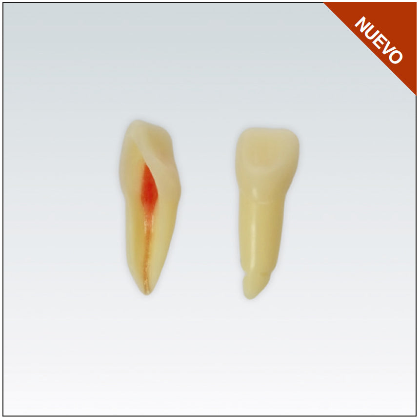 ANA4Z3RN21 diente endo c/raiz natural, apto RX, 3 capas nº21