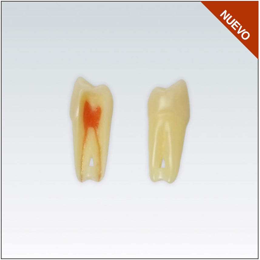 ANA4Z3RN24 endo tooth w/natural root, RX suitable, 3 layers #24