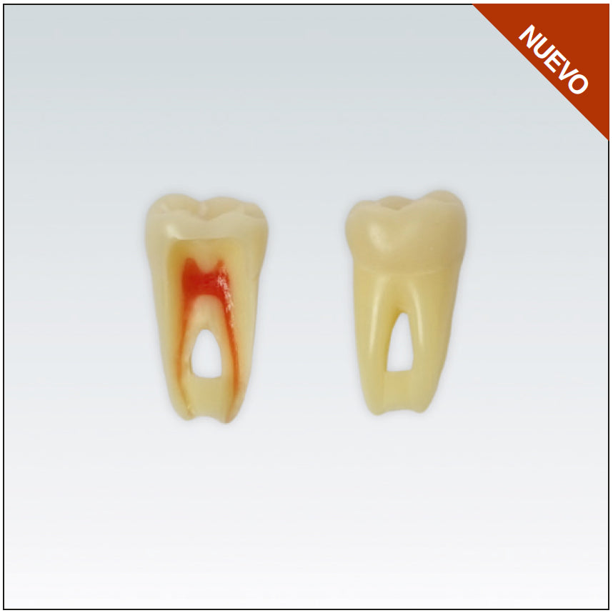 ANA4Z3RN46 endo tooth w/natural root, RX suitable, 3 layers nº46