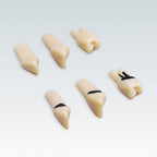 APZZEC1 nº 26 dientes especiales 1 raiz con sarro 1 ud