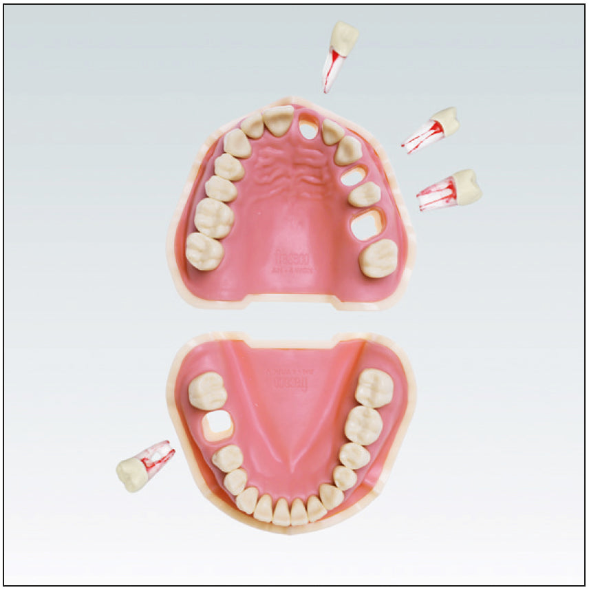 ANA4VEM901 tipodonto p/endodoncia
