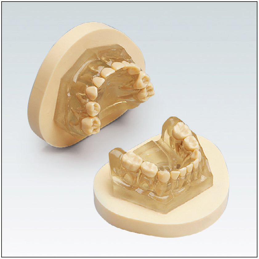 MODELO DENTAL caduco c/placa de montaje 1 ud
