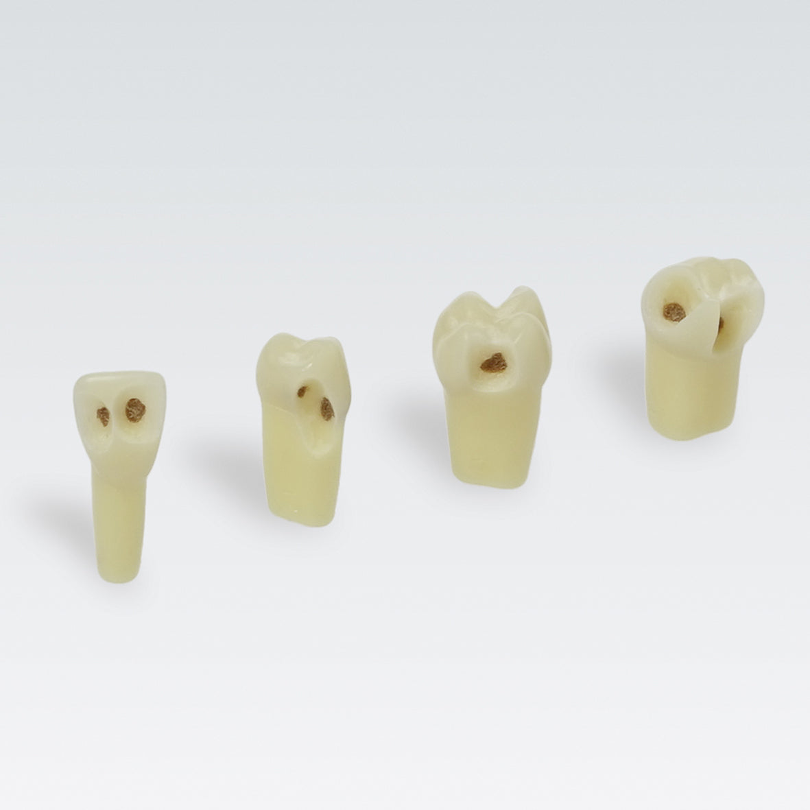 AG3ZSDK.300V1 24 tooth w/enamel, dentin w/cavities