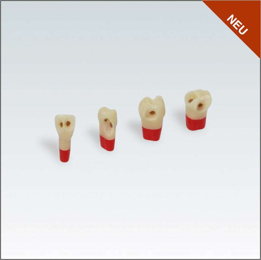 AG3ZSDPK.300V1 Nº24 c/esmalte dentina y pulpa c/caries 100ud