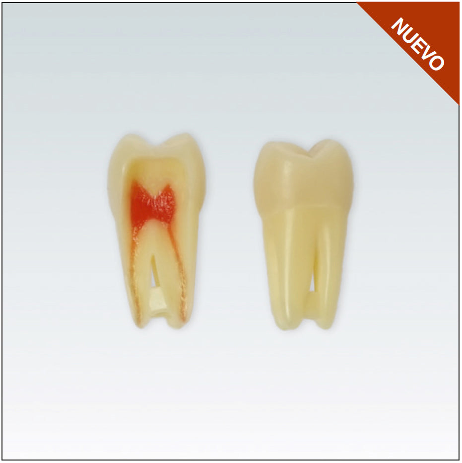 ANA4Z3RN16 Nº16 endo c/arrel natural apte RX 3 capes 10ud