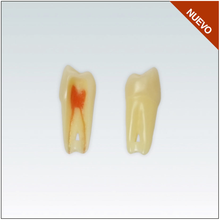 ANA4Z3RN24 Nº24 endo c/arrel natural apte RX 3 capes 10ud