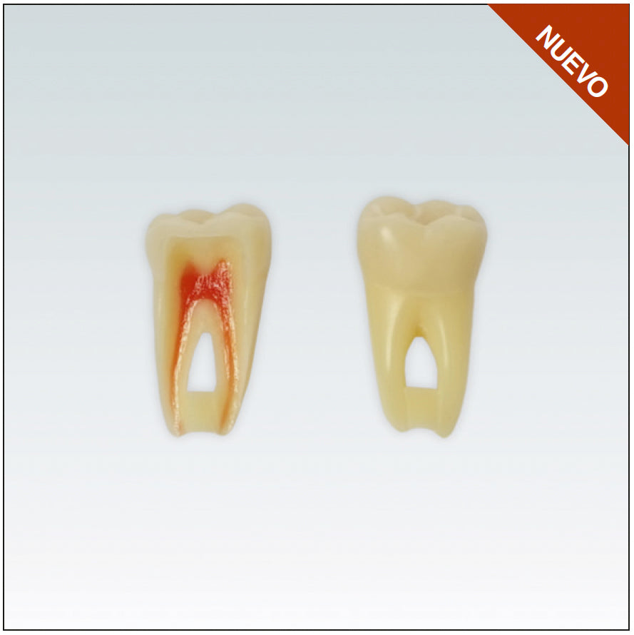 ANA4Z3RN36 Nº36 endo c/arrel natural apte RX 3 capes 10ud