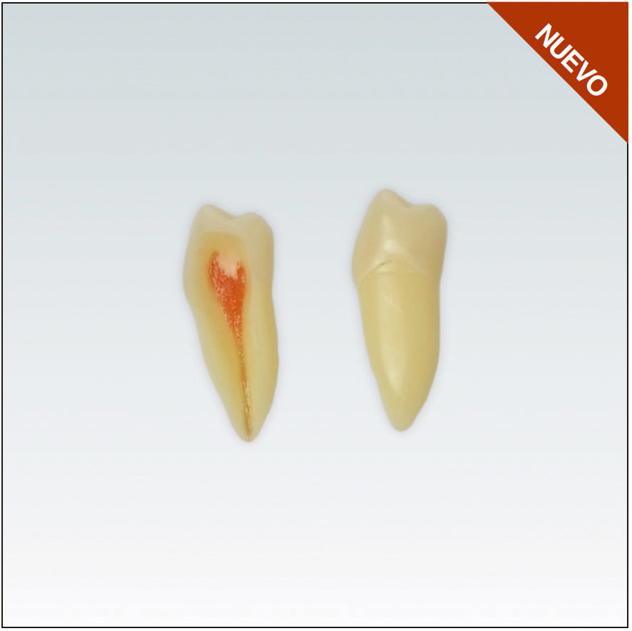 ANA4Z3RN45 Nº45 endo c/arrel natural apte RX 3 capes 10ud