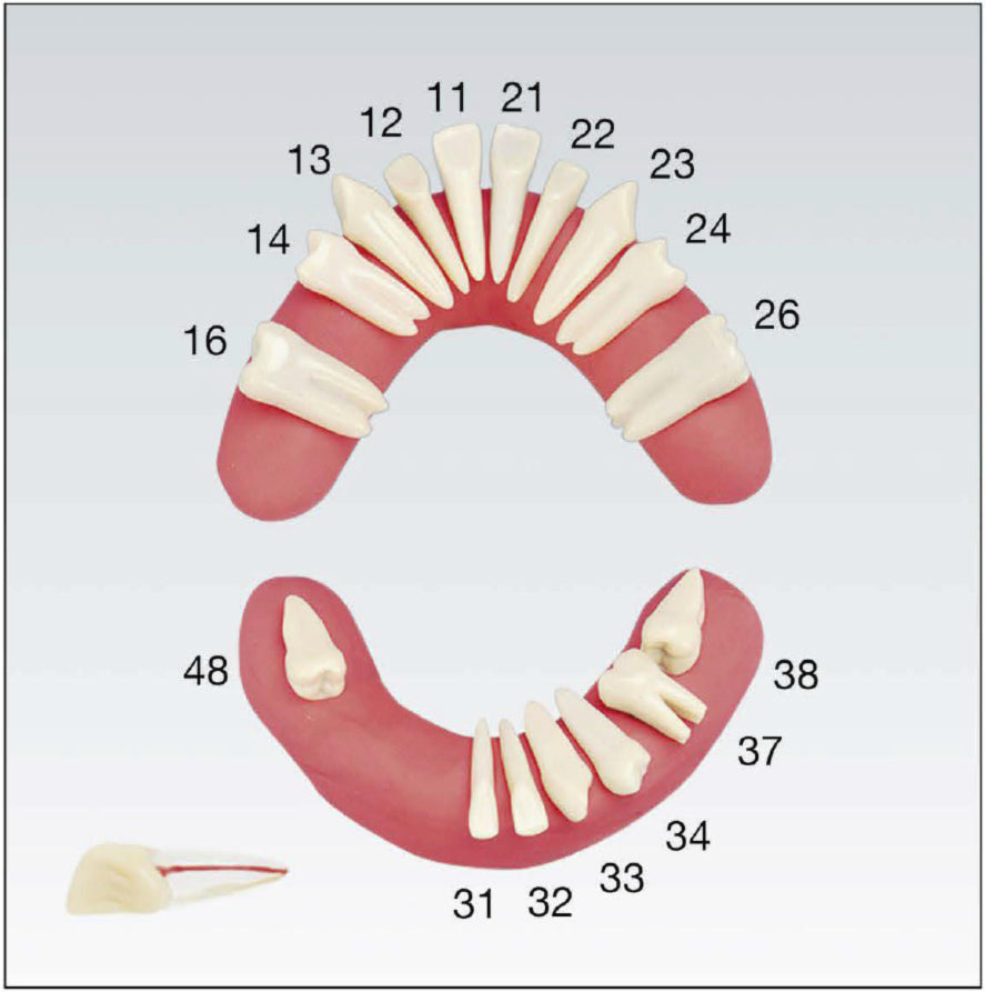 AJOPZEMS11010 dientes individuales de recambio para los modelos A-J OP 10 ud