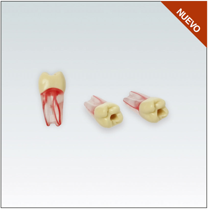 ANA4ZPUKN16 Diente endodoncia c/ raiz natural transparente