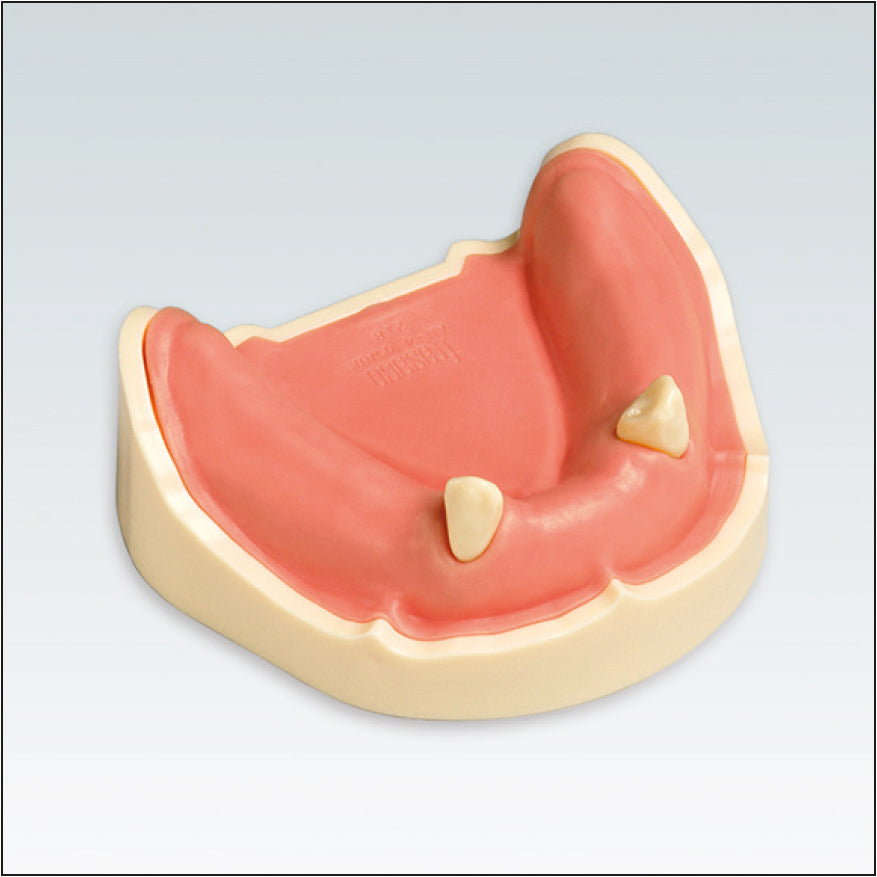 ANA4TUKV234 mandibula c/dentat parcial