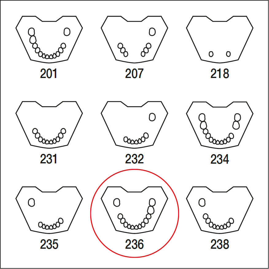 ANA4TUKV236 mandibula c/dentat parcial