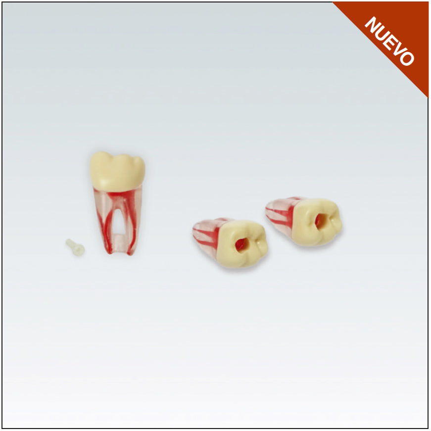 ANA4ZPUKN36 Endodontic tooth with transparent natural root