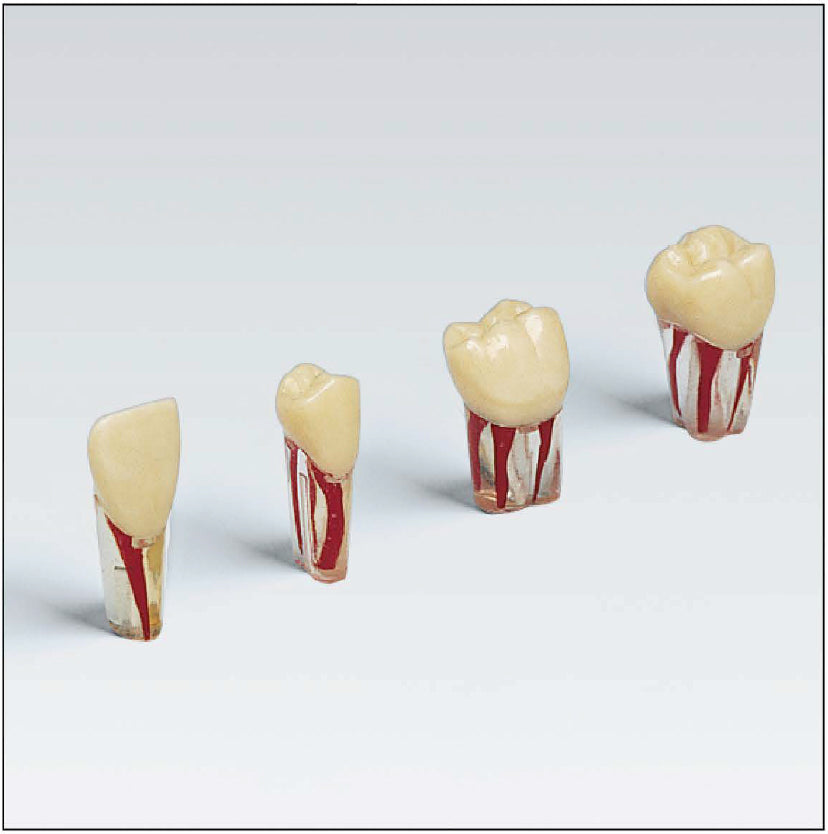 AG3 ZPUK30045 Nº45 transparent tooth