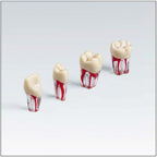 ANA4ZPUK30026 Nº26 c/raiz transparente