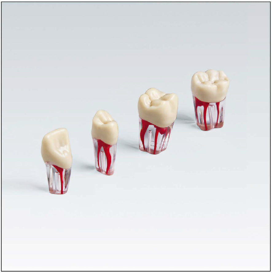 ANA4ZPUK30046 Nº46 c/raiz transparente