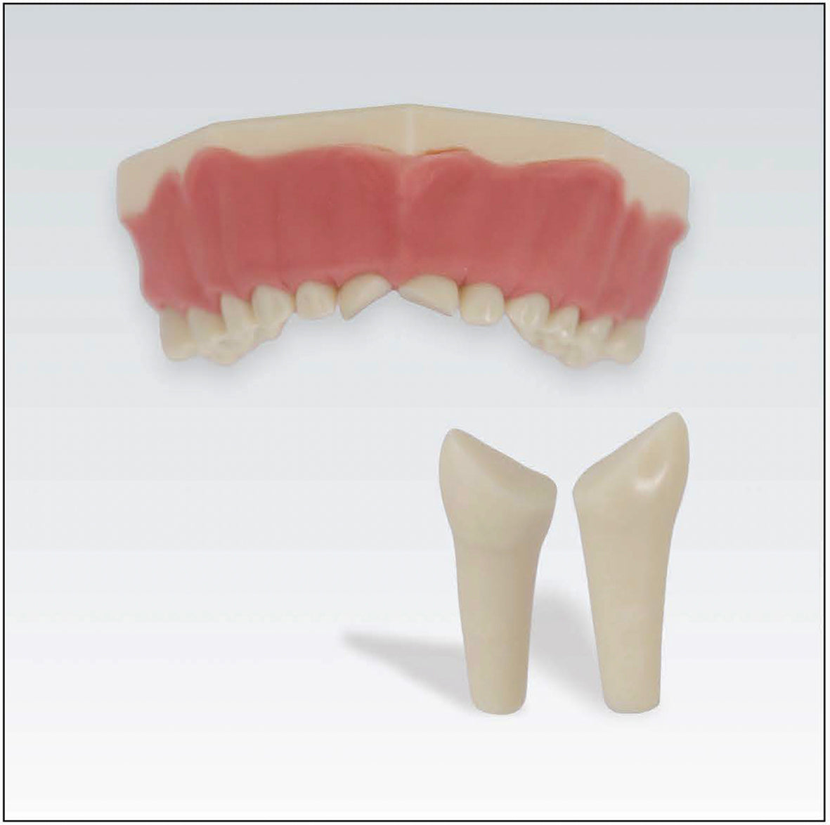 AK62ZP nº 51 diente fracturado 1 ud